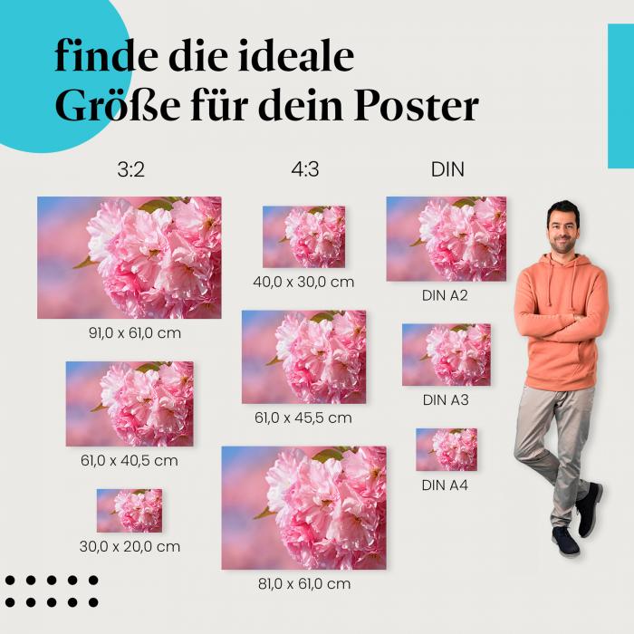 Kirschblüten Poster: Blütenpracht - finde die ideale Größe!